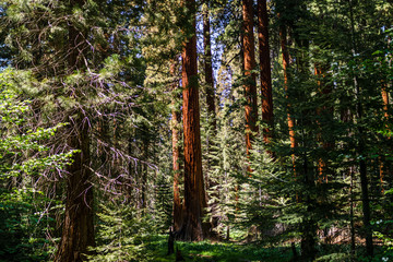 Wald mit Mammut- und Nadelbaeumen im Sequoia Park, Kalifornien, USA