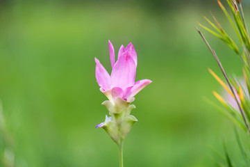 Pink Krachiew Flower with Fresh Green Background