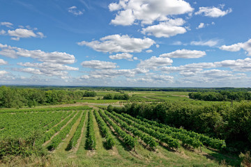 Fototapeta na wymiar Vignes à Villars-les-Bois, Charente-Maritime, Nouvelle-Aquitaine, France