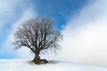 Fototapeta na wymiar 500 years old sycamore maple, mountain maple, in Winter, Allgaue Alps near Oberstaufen, Bavaria, Germany