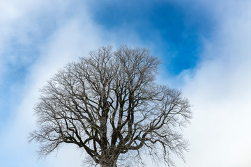 500 years old sycamore maple, mountain maple, in Winter, Allgaue Alps near Oberstaufen, Bavaria, Germany