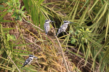 ptaki wikłacze siedzące w zaroślach na afrykańskiej sawannie