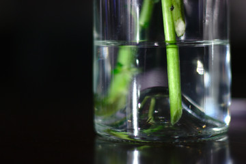 flower stems in vase with water