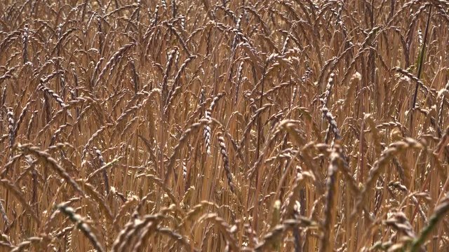 Dinkelfeld, Dinkel, Triticum aestivum subsp. spelta