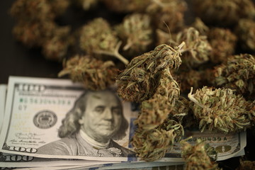 cannabis business concept. Medical Marijuana  hemp and Money