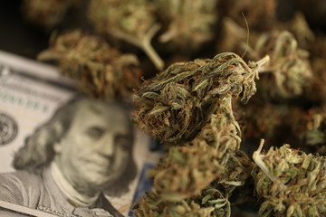 cannabis business concept. Medical Marijuana  hemp and Money