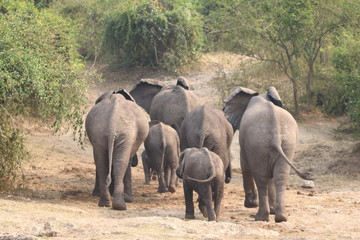 stado afrykańskich słoni w naturalnym środowisku w parku serengeti - obrazy, fototapety, plakaty