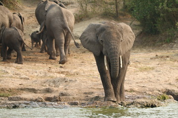 Fototapety  stado afrykańskich słoni w naturalnym środowisku w parku serengeti