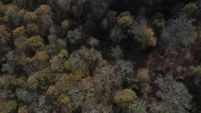 Oak forest, Remendon forest, Guriezo Municipality, Cantabria, Spain, Europe
