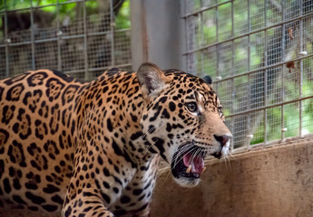 Captive Jaguar