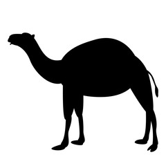 camel vector illustration, black silhouette ,profile 