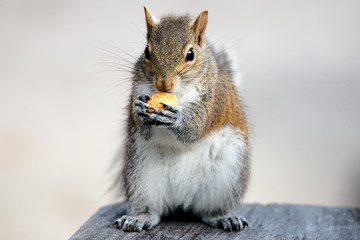 Fototapeta premium Grauhörnchen in Florida