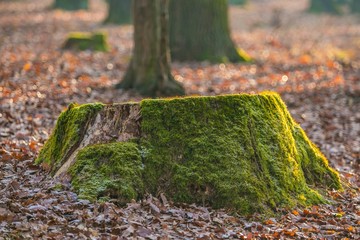 Tree stump covered with green moss, sunlight making a bokeh on dry frozen leaves on ground, sunny day in a forest