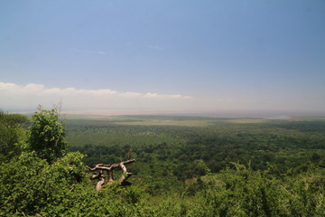 wielka równina afrykańska serengeti w bujnej zieleni po porze deszczowej - obrazy, fototapety, plakaty