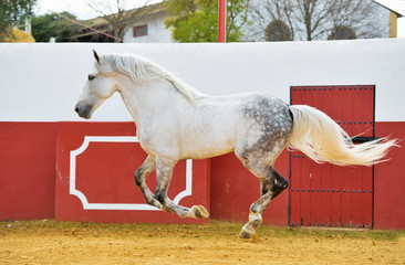 running  white Andalusian stallion in bull arena