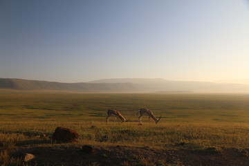 dwie samotne antylopy pasące się na wielkiej równinie afrykańskiej w parku serengeti o poranku - obrazy, fototapety, plakaty