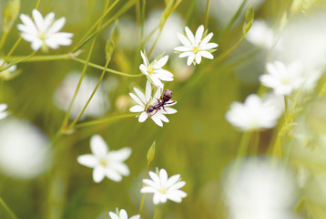 An ant in a small white flower in summer