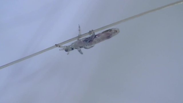 Kopflaus (Pediculus humanus capitis) head louse