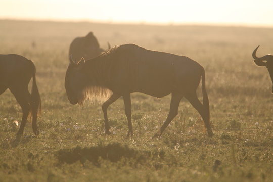 Fototapeta antylopy gnu w trawie w naturalnym środowisku o zachodzie słońca