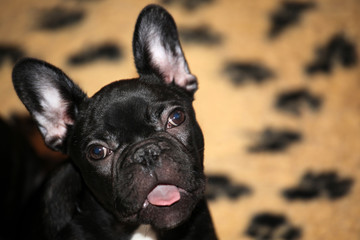 black french bulldog puppy home interior 