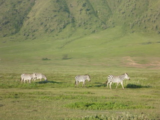 zebry z oddali na wielkiej afrykańskiej równinie w parku serengeti - obrazy, fototapety, plakaty