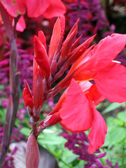 Close up of bright red Canna Lily or Indian Shot (Cannaceae) flower and buds on a dark purple stem against a green and lavender background. Taken in the Sunken Gardens of St. Pete, Florida.