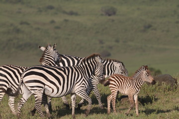 stado zebr wypasających się na równinie w naturalnym środowisku
