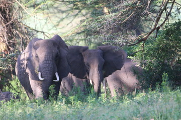 stado afrykańskich słoni wśród drzew w parku serengeti
