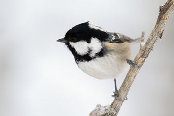 coal tit in winter