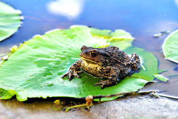 big frog, green leaf of water lily, water, reflection of clouds in water, close-up