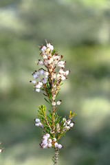 Flor