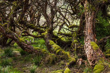 Polylepis forests