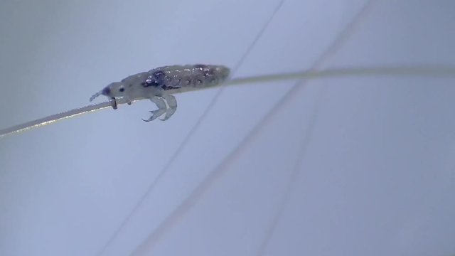 Kopflaus (Pediculus humanus capitis) head louse