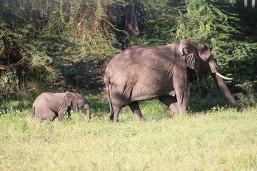 słonica z młodym słoniątkiem idąca pośród traw i drzew na afrykańskiej równinie serengeti - obrazy, fototapety, plakaty