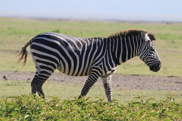 samotna zebra na tle afrykańskiej równiny serengeti