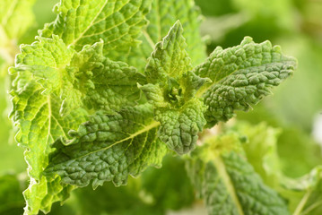 green leaf mint menthol
