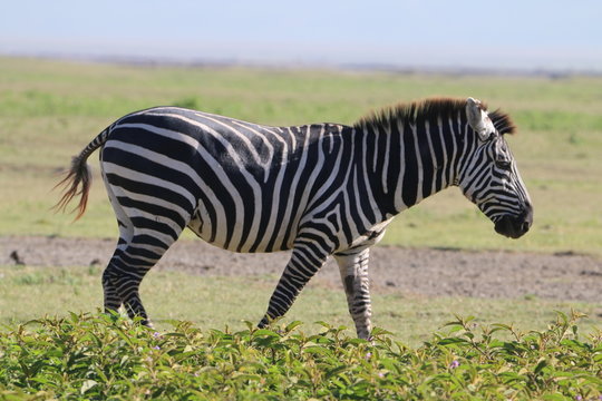 Fototapeta samotna zebra na tle afrykańskiej równiny serengeti
