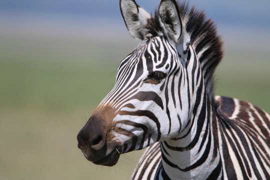 Fototapeta samotna zebra na tle afrykańskiej równiny serengeti