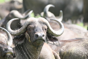 głowa bawoła afrykańskiego z dużymi rogami wystającego sponad stada © KOLA  STUDIO