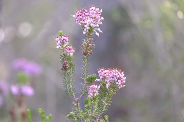 Flores