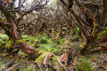 Polylepis forests