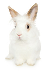 Portrait of a young Rabbit on a white background