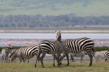 Fototapeta na wymiar stado zebr wypasających się na równinie w naturalnym środowisku