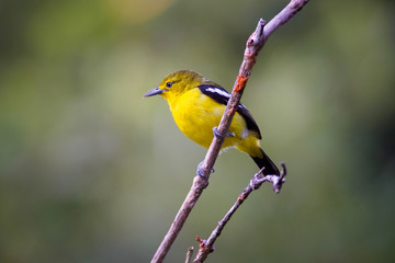 Common Iora (Aegithina tiphia) in Bako National Park, Sarawak, Malaysia