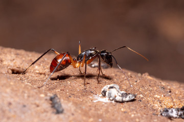 Giant Forest Ant (Camponotus gigas) in  Bako National Park, Borneo, Malaysia