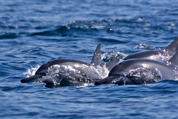 Group of bottlenose dolphins swimming in the fjords of Oman at Khasab