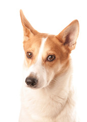 Fototapeta premium Northern spitz
