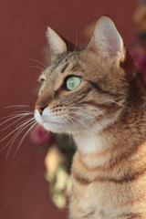 cat with big green eyes looking left