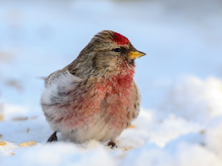 Common Redpoll