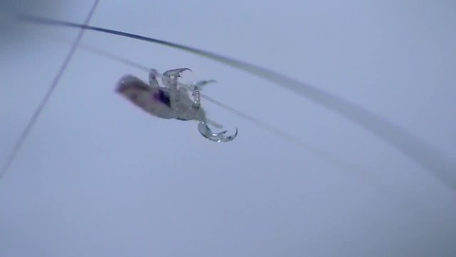 Kopflaus (Pediculus humanus capitis) head louse